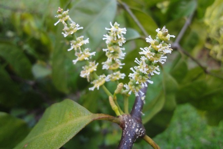 Gnetum gnemon — DSC05690 (12)