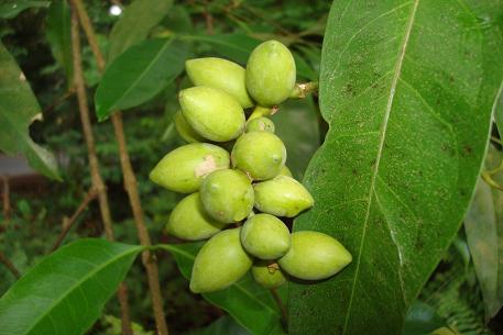 Gnetum gnemon — DSC06731 (08)