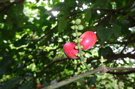 Gnetum gnemon — DSC08433 (16)