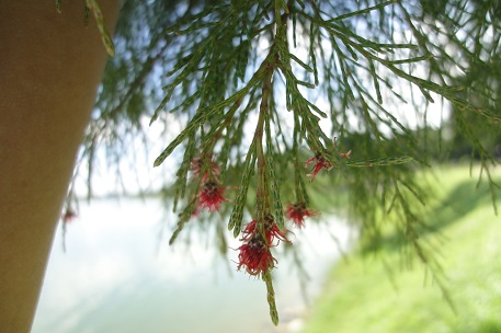DSC00930 (10)