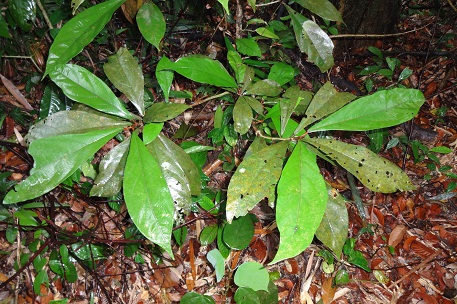 Heritiera elata — DSC09591 (13)