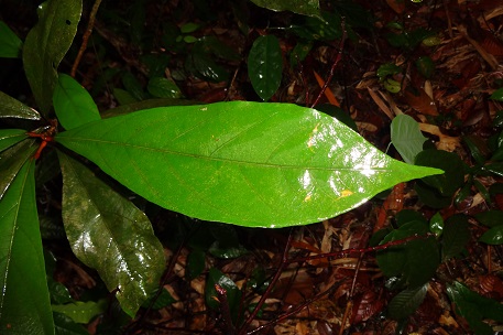 Heritiera elata — DSC09592 (13)