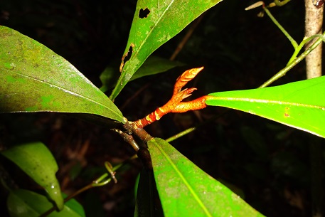 Heritiera elata — DSC09594 (13)