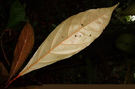 Heritiera elata — DSC09598 (13)