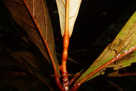 Heritiera elata — DSC09599 (13)