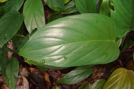 Homalomena griffithii — DSC01930 (10)