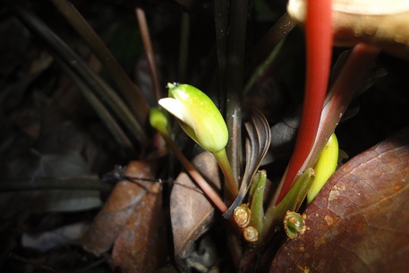 Homalomena griffithii — DSC01953 (11)