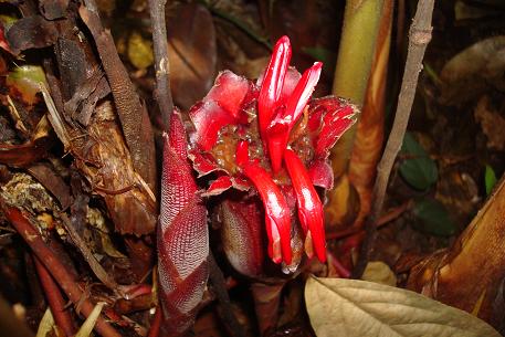 Hornstedtia scyphifera — DSC02049 (09)