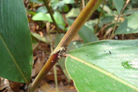 Hornstedtia scyphifera — DSC02902 (08)