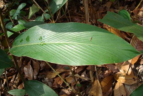 Hornstedtia scyphifera — DSC02903 (08)