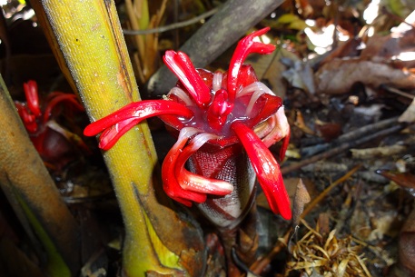 Hornstedtia scyphifera — DSC04510 (12)