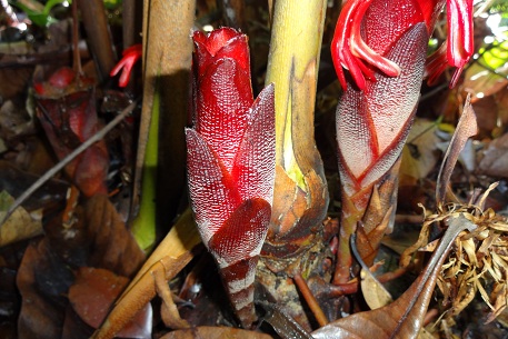 Hornstedtia scyphifera — DSC04511 (12)