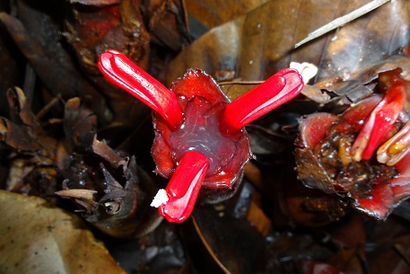 Hornstedtia scyphifera — DSC04512 (12)