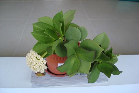 DSC00040 (09)