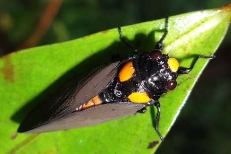 Huechys fusca — DSC02335 (14)
