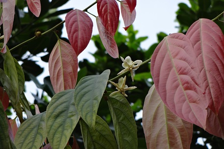 DSC01440 (13)