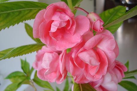 DSC00051 (09)
