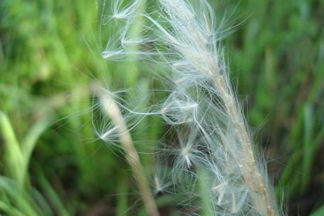 DSC00992 (08)