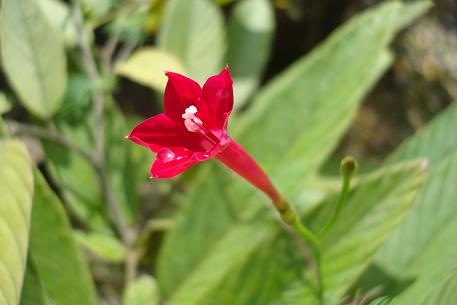 DSC07383 (09)