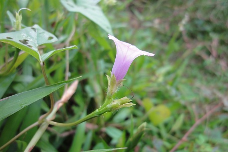 DSC00884 (11)