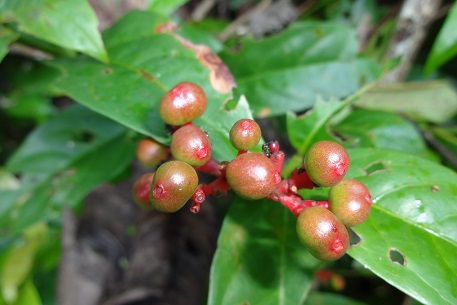 Ixora javanica — DSC02529 (13)