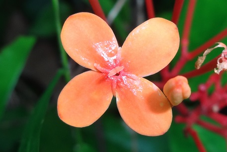 Ixora javanica — DSC02535 (13)