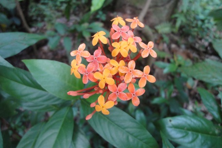 Ixora javanica — DSC05474 (12)