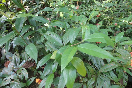 Ixora javanica — DSC05476 (12)