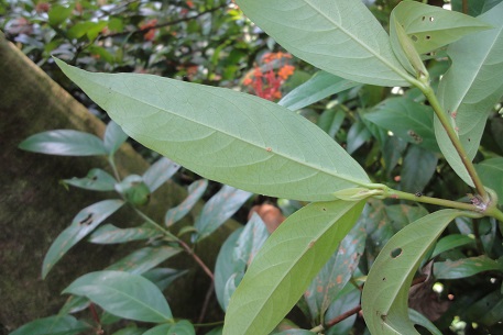 Ixora javanica — DSC05478 (12)