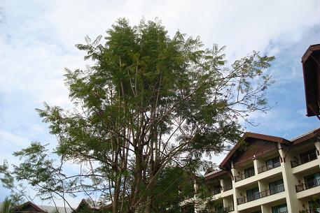 DSC04954 (09)