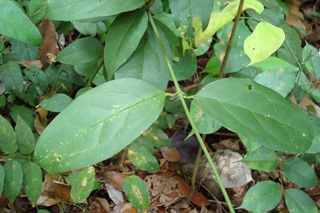 Jasminum elongatum — DSC09596 (08)