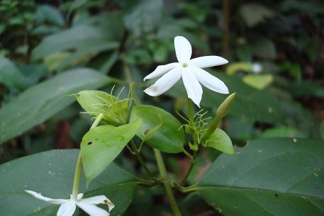 Jasminum elongatum — DSC09598 (08)