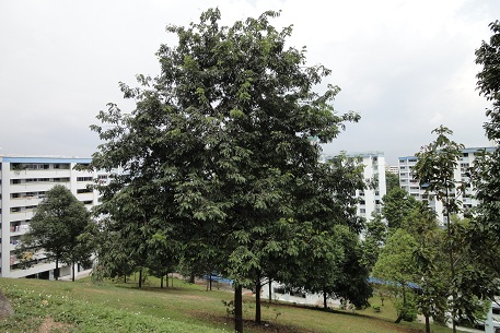 DSC00729 (11)