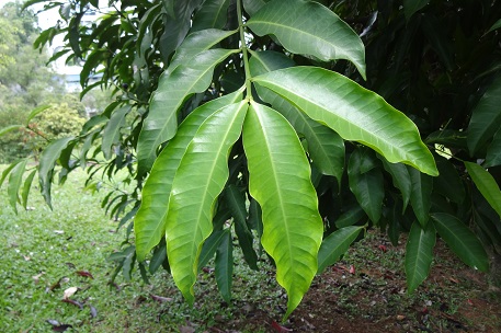 Kopsia arborea — DSC00849 (13)