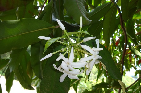 Kopsia arborea — DSC09030 (14)