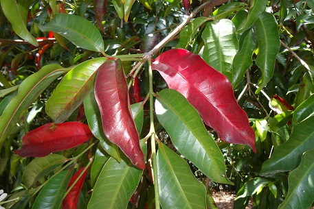 Kopsia arborea — DSC09031 (14)