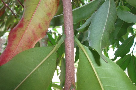 Kopsia arborea — DSC09032 (14)