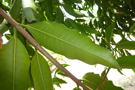 Kopsia arborea — DSC09034 (14)