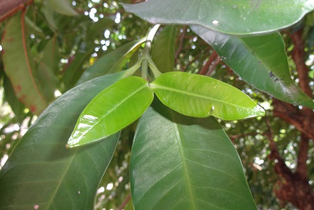 Kopsia arborea — DSC09035 (14)