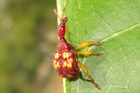 Korotyaevirhinus necopinus — DSC02550 (13)