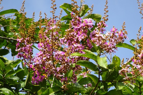 DSC04310 (14)