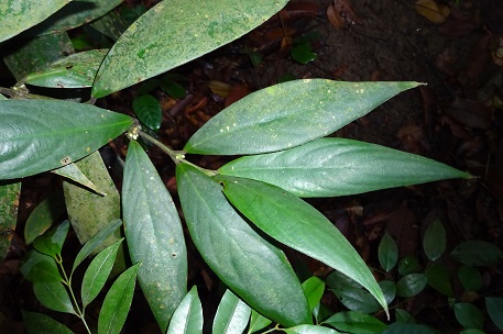 DSC02060 (14)