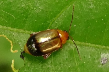 Leaf Beetle1 — DSC07942 (13)
