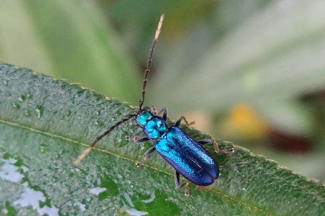 Leaf Beetle2 — DSC03449 (12)