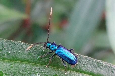 Leaf Beetle2 — DSC03451 (12)