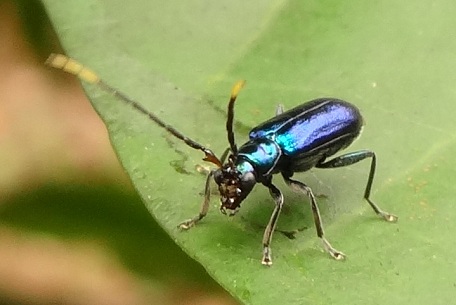 Leaf Beetle2 — DSC05776 (12)