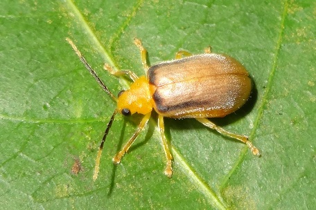 Leaf Beetle3 — DSC04298 (13)