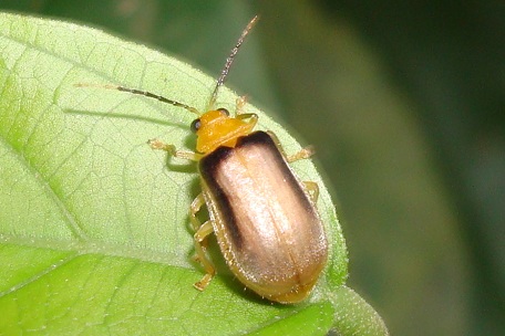 Leaf Beetle3 — DSC09613 (08)