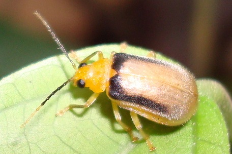 Leaf Beetle3 — DSC09614 (08)