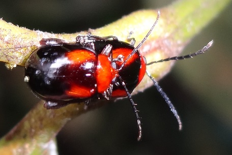 Leaf Beetle6 — DSC05857 (13)